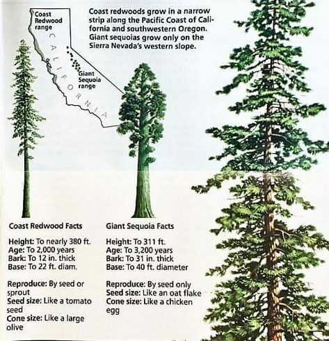 California Activities, Sequoia Sempervirens, Giant Sequoia Trees, Coast Redwood, Giant Sequoia, Weird Trees, Sequoia Tree, Grow Taller, Sierra Nevada Mountains