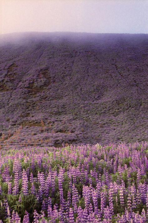 s c o t l a n d • | highlands and thistle | Wildwood Flower, Wild Lavender, Lovely Lavender, Lavender Fields, Flower Field, Secret Garden, Purple Flowers, Beautiful Images, Iceland