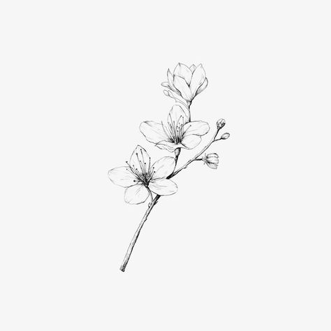 Jasmine Flower Drawing, Apple Blossom Tattoos, Orchid Flower Tattoos, Jasmine Tattoo, Lily Flower Tattoos, Magnolia Tattoo, Neotraditional Tattoo, Orchid Tattoo, Men Tattoos