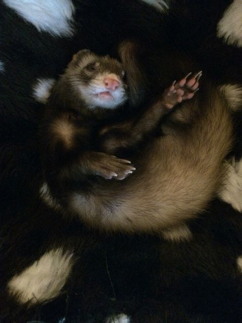 Black Ferret Aesthetic, Pet Ferret Aesthetic, Ferret Aesthetic, Black Ferret, Ferret Cute Aesthetic, Miscellaneous Aesthetic, Ferret On Shoulder, Ferret Stuff, Baby Ferrets