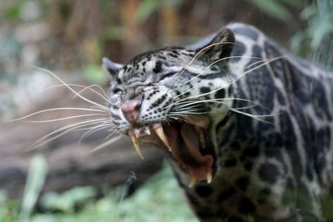 Sunda clouded leopard (Neofelis diardi) - ZooChat Wild Cat Species, Leopard Art, Clouded Leopard, Cat Species, Leopard Cat, Baboon, Leopards, Big Cats, Wild Cats