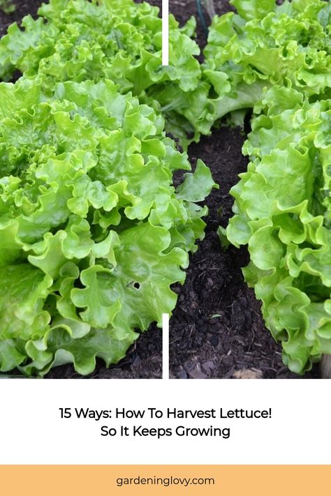 Bright green lettuce plants in a garden bed, showing stages of growth. Harvest Lettuce, Buttercrunch Lettuce, How To Harvest Lettuce, Romaine Lettuce, Grow Together, Urban Garden, Green Thumb, Plant Care, Gardening Tips