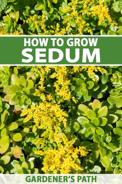 How to Plant and Grow Sedum (Stonecrop) | Gardener’s Path Stonecrop Sedum Ground Cover, Sedum Ground Cover, Sedum Stonecrop, Sedum Garden, Backyard Hacks, Stonecrop Sedum, Gorgeous Plants, Native Grasses, Sedum Plant