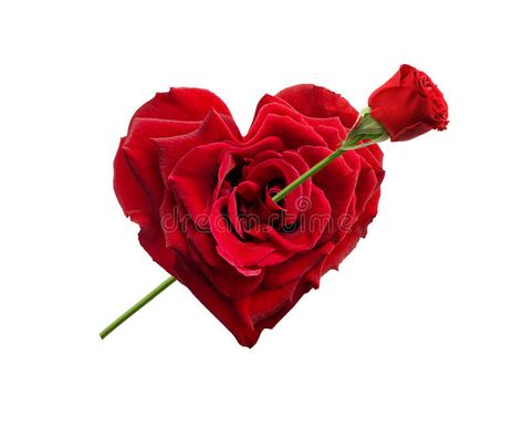 Heart shaped rose. With rose arrow #Sponsored , #Ad, #SPONSORED, #Heart, #rose, #arrow, #shaped Notebook Background, Background Cool, Sympathy Arrangements, Dad In Heaven, Birthday Wishes Flowers, About Heart, Beautiful Love Images, Love Wallpapers Romantic, Beautiful Red Roses