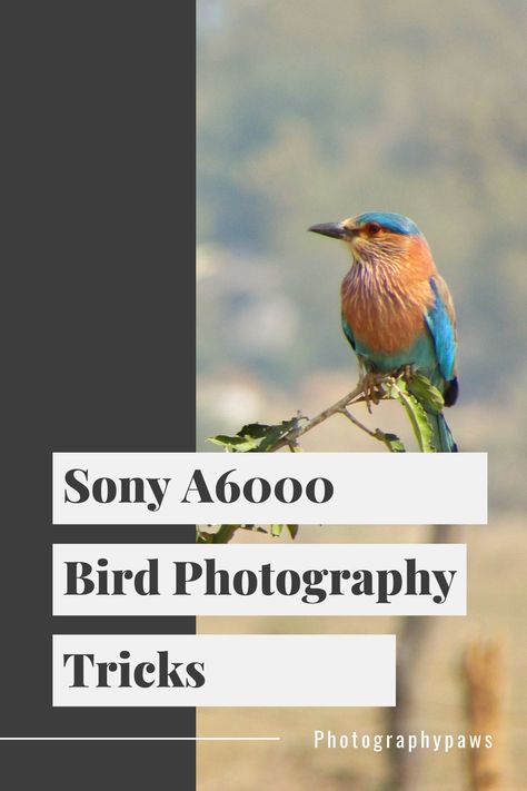 10 Tips For Sony A6000 Bird Photography To Get Better Photographs! High Shutter Speed, Shooting In Raw, Photography Tricks, Nikon D7200, What Is A Bird, Photography Courses, Nikon Coolpix, Types Of Photography, Bird Pictures