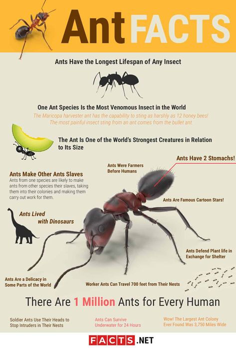 Ant Unit Study, Ant Lesson, Insects For Kids, Ant Species, Insects Preschool, Homeschool Nature Study, Ant Colony, Animal Science, Facts For Kids