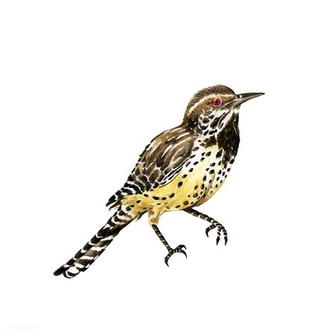 Hand drawn cactus wren bird | free image by rawpixel.com Cactus Sketch, Wren Bird, Cactus Wren, Cactus Illustration, Watercolor Birds, Bird Free, Free Vector Illustration, Watercolor Cactus, Bird Artwork