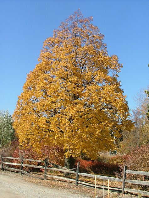 Idaho Landscape, Tilia Cordata, Human Traffic, Full Size Photo, Spruce Tree, Attracting Bees, Lake County, Deciduous Trees, Types Of Soil