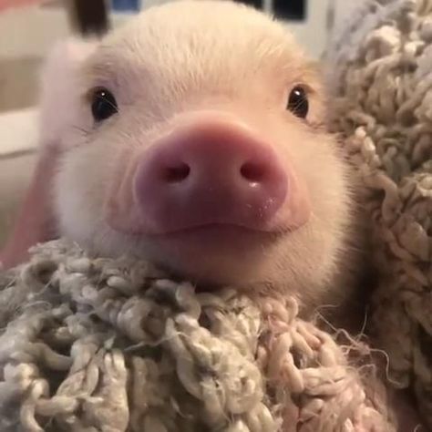 Cute Animals Pictures, Cute Piglets, Cowgirl Fashion, Mini Pigs, Texas Women, Cute Piggies, Animals Pictures, Pictures Funny