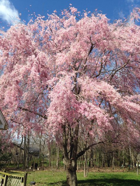 My Weeping Cherry tree.  I love it. Weeping Cherry Blossom Tree, Lack Motivation, Weeping Cherry Tree, Weeping Trees, Weeping Cherry, Weeping Willow Tree, Weeping Willow, Pink Trees, Blossom Tree