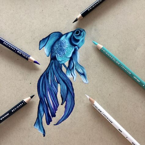 Fish Coloured Pencil Drawing, Realistic Fish Drawing Colored Pencils, Fish Drawings Colorful, Pencil Art Drawings Color, Colored Pencil Fish Drawing, Realistic Color Pencil Art, Stuff To Draw With Colored Pencils, Realistic Color Drawings, Drawing With Prismacolor Pencils