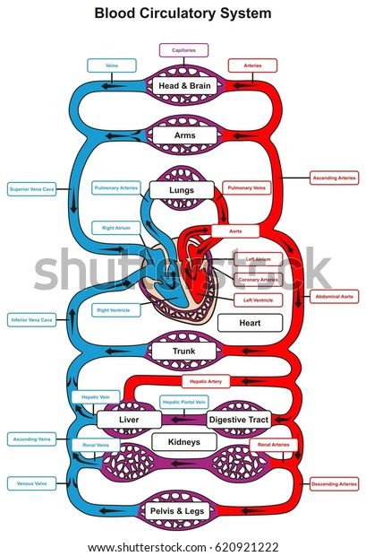 Find Blood Circulatory System Human Body Infographic stock images in HD and millions of other royalty-free stock photos, illustrations and vectors in the Shutterstock collection. Thousands of new, high-quality pictures added every day. Human Body Facts, Summer Health, Basic Anatomy And Physiology, Biology Facts, Medical Student Study, Info Board, Nursing School Survival, Human Body Anatomy, Nursing School Studying