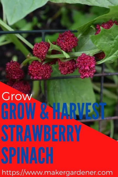 Growing and harvesting strawberry spinach. How to grow this easy to grow vegetable with the fruit that resembles of a raspberry/ strawberry. #strawberryspinach Spinach Plant, Freezing Strawberries, Growing Vegetables At Home, Alpine Strawberries, Strawberry Spinach, Easy Vegetables To Grow, Growing Strawberries, Grow Your Own Food, Strawberry Recipes