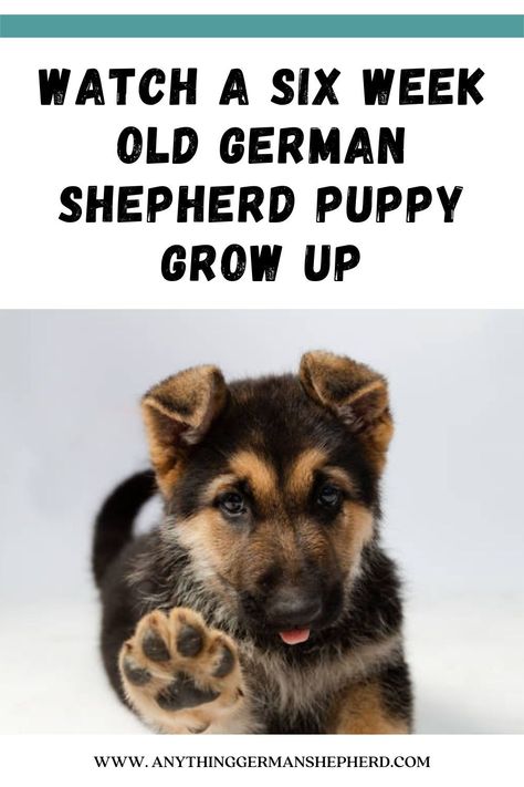 The German Shepherd is one of those dog breeds that nearly everyone can name just by sight. Their distinctive alert ears, intelligent faces, and rangy bodies speak to this breed’s bravery, strength, speed, and smarts.But the German Shepherd as a six-week-old puppy is quite a different dog from a fully grown adult German Shepherd! Sable German Shepherd Puppies, German Shepherd Mix Puppies, Dog Breeds Chart, Old German Shepherd, Dog Breeds That Dont Shed, Sable German Shepherd, Mixed Breed Puppies, German Shepherd Breeders, Dog Breeds Pictures