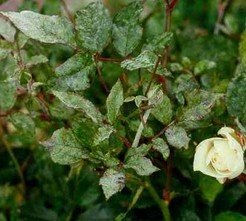 Rose Diseases, Natural Antifungal, Plant Pests, Future Garden, Rose Care, Heirloom Roses, Plant Problems, Rose Stem, Growing Roses