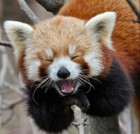 A smiling red panda! Guaranteed to make you smile! - Uplifting post - Imgur Red Panda Habitat, Yellow Cottagecore, Panda Habitat, Panda Names, Aesthetic Animals, Cottagecore Grunge, Giant Panda, Red Panda, Sweet Animals