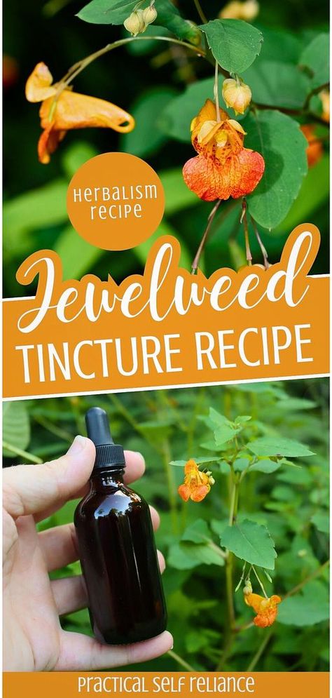 Explore Herbalism for Beginners with jewelweed tincture recipe. This anti-itch remedy is a must-have for treating poison ivy, bug bites, and other itchy skin conditions. Easy to make at home with a few simple ingredients. Find more herbal remedies recipes, natural remedies, and natural herbs medicine at practicalselfreliance.com. Anti Itch Remedy, Herbs Medicine, Medicinal Wild Plants, Tinctures Recipes, Herbal Medicine Recipes, Herbal Remedies Recipes, Poison Oak, Stinging Nettle, Herbal Tinctures