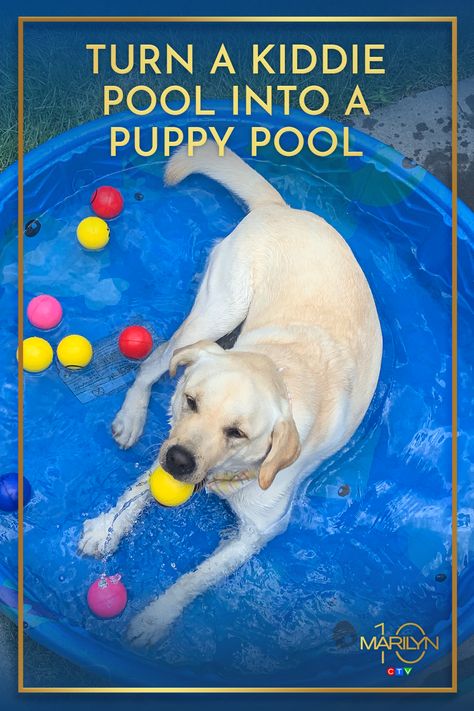 Everyone loves a pool party, even dogs! Give them their own space with a hard shell kiddie pool and a few dog toys or balls! Kiddie Pool For Dogs, Diy Dog Pool, Pet Party Ideas, Dog Pool Party, Pool For Dogs, Moose Birthday, Puppy Pool, Animal Shelter Ideas, Roblox Birthday Party