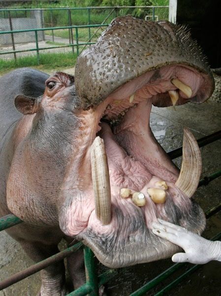 Canines Dental Fun, Dental Tourism, Big Teeth, Animal Teeth, Dental Humor, Curious Creatures, Types Of Animals, Animal Friends, African Animals