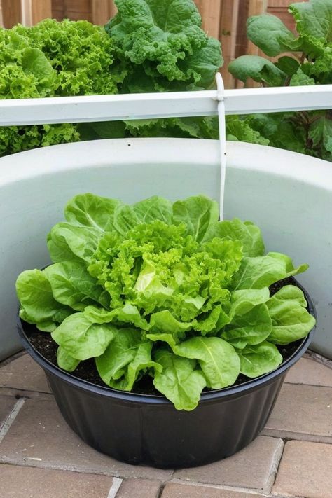 8 Tactics To Grow Lettuce In Containers Lettuce In Containers, Grow Lettuce, Types Of Lettuce, Growing Lettuce, Florida Gardening, Liquid Fertilizer, Growing Indoors, Grow Lights, Home Recipes