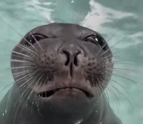 Baikal Seal, Silly Seal, Funny Seals, Cute Seals, Baby Seal, A Seal, Fandom Funny, Silly Images, Weird Creatures