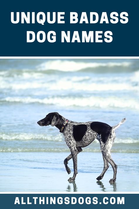 Powerful Dog Names, Rustic Dog Names, Witchy Dog Names, Strong Dog Names Male, Old Money Dog, Strong Dog Names, Female Pet Names, Tough Dog Names, Hunting Dog Names