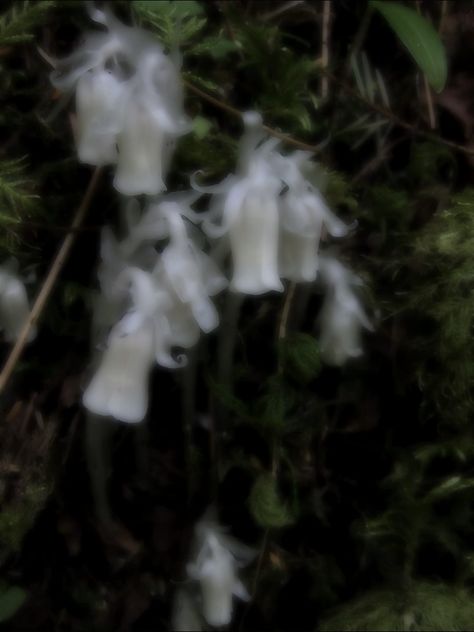 Ghost Lily Flower, Ghost Flower Aesthetic, Ghost Flowers Aesthetic, Goth Nature Aesthetic, Dark Easter Aesthetic, Ghost Pipe Flower, Moonflower Aesthetic, Moon Flower Aesthetic, Dark Spring Aesthetic