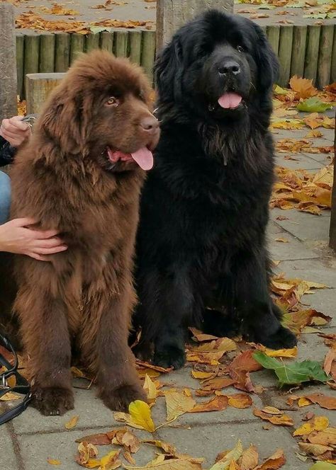 Cute Dog, beautiful Dog Newfoundland Puppy, Funny Animal Art, Big Dogs Breeds, Biggest Dog In The World, Funny Dog Signs, Cute Dog Quotes, Biggest Dog, Cute Dog Drawing, Newfoundland Puppies