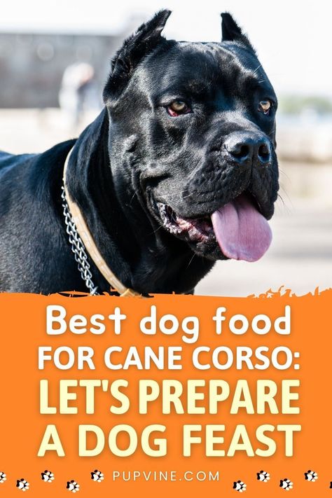 Food For Cane Corso, Homemade Dog Food For Cane Corso, Cane Corso Diet, Black Cane Corso Dog, Cane Corso Aesthetic, Cane Corso Raw Diet, Cane Corso Facts, Dog Training Treats Recipe, Beautiful Cane Corso