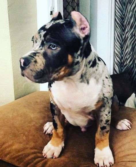 Pitt Bulls Puppies, Merle Pitbull Puppies, Merle Pitbull, Beautiful Pitbulls, Pitbull Dog Puppy, Pit Puppies, Bully Breeds Dogs, Pitt Bull, Bully Dog