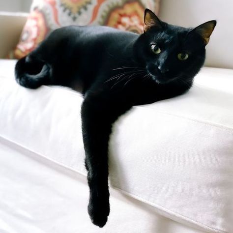 black cat breeds - american shorthair Russian Black Cat, Black Cat Breeds, Black Cat Magic, American Bobtail, Cat Magic, American Shorthair Cat, Therapy Cat, Japanese Bobtail, American Curl