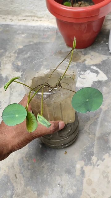 Plant Hacks, How To Grow, To Grow, Lotus, At Home, Plants, On Instagram, Instagram