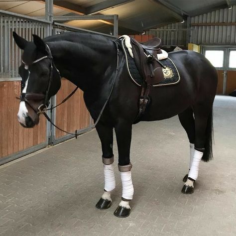 Horse Riding Outfit, Indoor Arena, Equestrian Aesthetic, Horse Equipment, Horse Aesthetic, Horse Gear, Most Beautiful Horses, Hunter Jumper, Horse Crazy