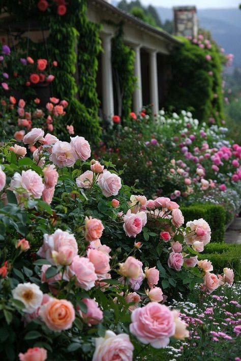 Rose Garden Landscape, Potted Garden, Garden Layout Ideas, Evening Eye Makeup, Drought Tolerant Garden, European Garden, Garden Inspo, Water Wise, Sustainable Garden