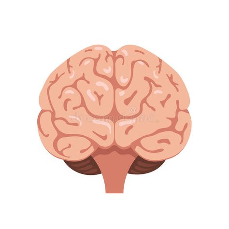 Brain front view icon. Human brain front view icon. Hnternal organs symbol. Vect , #SPONSORED, #brain, #Human, #organs, #Hnternal, #front #ad Brain Front View, Brain Drawing Simple, Human Brain Drawing, Brain Painting, Brain Graphic, Brain Vector, Brain Drawing, Brain Illustration, View Illustration