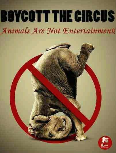 Animal Activism, Why Vegan, Animal Liberation, Circus Animals, Stop Animal Cruelty, Save The Elephants, The Circus, Animal Welfare, Animal Rights