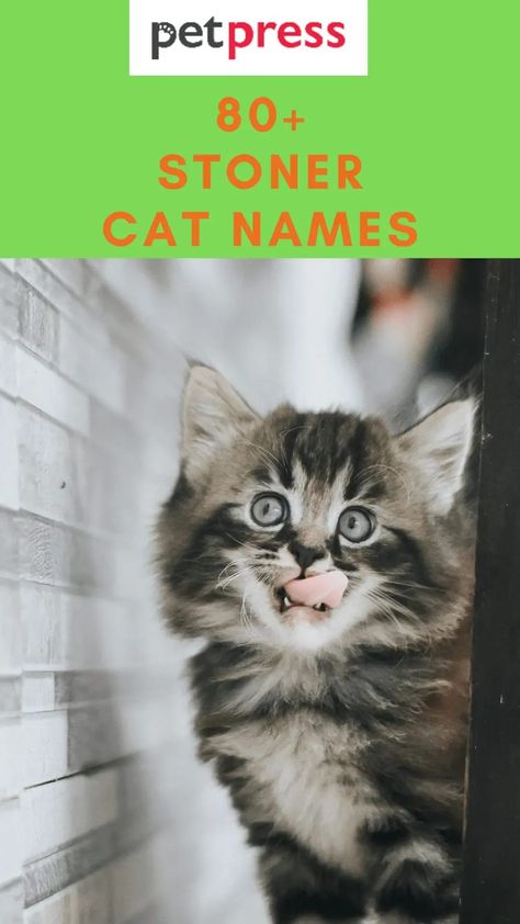 But no matter how your cat behaves, there are some stoner-themed names that will make everyone laugh. Weird Cat Names, Unique Pet Names, Kitten Names Boy, Cat Names Funny, Funny Pet Names, Themed Names, Funny Animal Names, High Feeling, Boy Cat Names