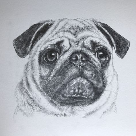 Pug Pencil Drawing, Pug Drawing Sketches, Mops Drawing, Pug Drawing Easy, Pug Dog Drawing, Pugs Drawing, Pug Sketch, Pug Drawing, Dog Pencil Drawing