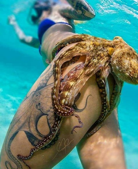 This proves how highly intelligent octopus really are.    ;-) Octopus Photography, Artists Photography, Octopus Tattoos, Octopus Tattoo, Octopus Art, Underwater Creatures, Mermaid Life, Underwater Photos, Under Water