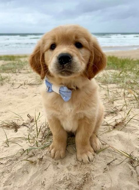 Perros Golden Retriever, Cute Fluffy Puppies, Dogs Images, Chien Shih Tzu, Puppy Pics, Dream Pet, Cute Dog Wallpaper, Cute Dogs Images, Very Cute Puppies