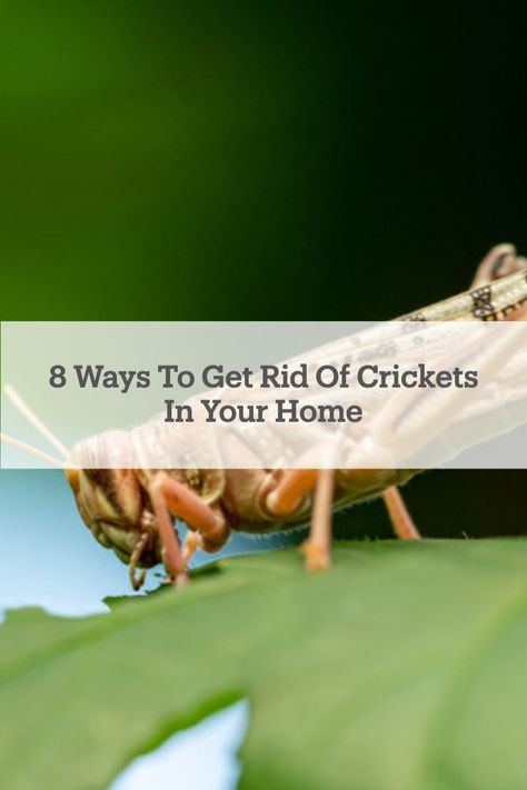 Listening to cricket sounds in your house could get very annoying. Luckily, we found eight easy ways to get rid of #crickets in your home! Getting Rid Of Crickets, Insect Repellent, Gardening Tips, Clean House, The Outsiders