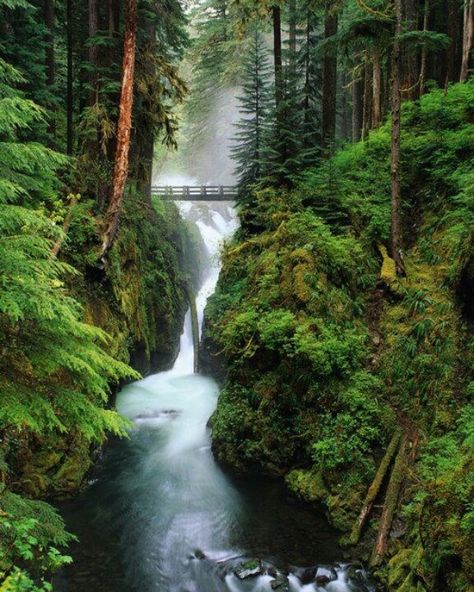 Covering nearly 1,500 square miles of the Olympic Peninsula, the park has three distinct ecosystems: temperate forest (seen here), rugged Pacific shore, and subalpine forest and wildflower meadow. Description from pinterest.com. I searched for this on bing.com/images Hoh Rainforest, Olympic National Park Washington, Secret Gardens, Forest Pictures, Olympic National Park, Pretty Places, Washington State, Vacation Spots, Beautiful Views