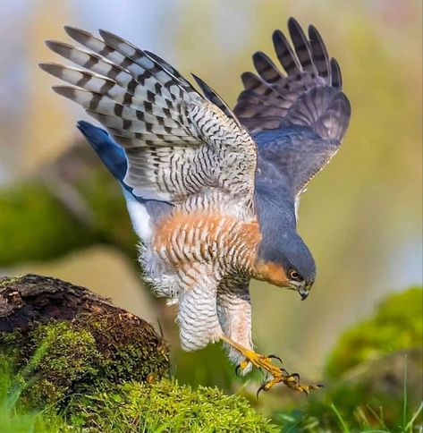 A small bird of prey that specializes in catching woodland birds. Found throughout Europe, Africa and Asia. Sparrow Hawk, Raptor Bird Of Prey, Raptors Bird, Sparrowhawk, Bird Hunter, Finches, Sparrows, Nature Birds, Bird Pictures