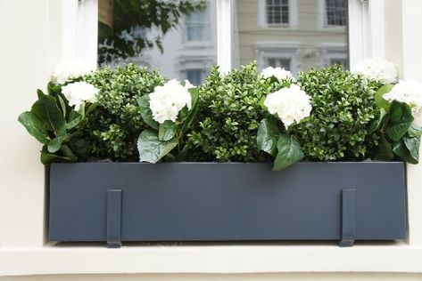 Window Box Plants, Plant Window, Window Box Flowers, Window Planters, Window Planter Boxes, London Garden, Flower Window, Evergreen Plants, Front Lawn