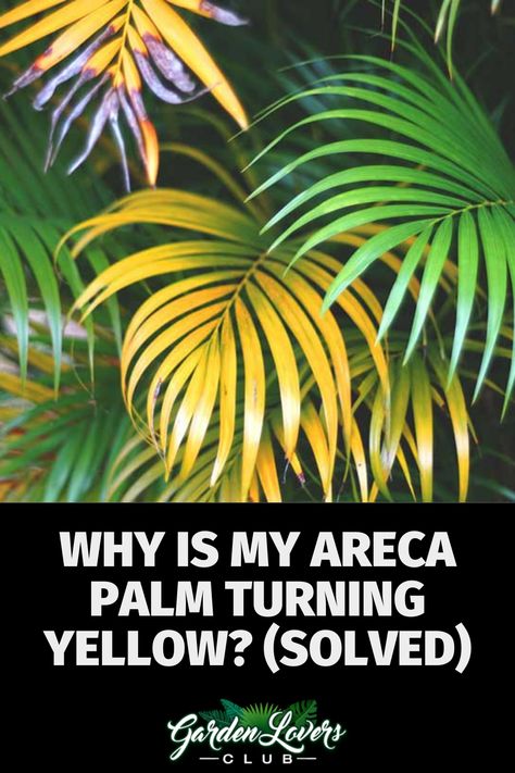 Areca palms are beautiful plants that can tower up to 30 feet tall with proper care, maintenance, and space. Despite having the nickname “yellow palm,” areca plants should not have yellow leaves. If your areca palm is turning yellow, you need to act quickly to prevent further damage to your plant. Umbrella Palm Plant, Areca Palm Outdoor Landscape, Palm Plants Outdoor, Bamboo Palm Indoor, Areca Palm Care, Areca Palm Indoor, Podocarpus Hedge, Indoor Palm Plants, Palm Plant Care