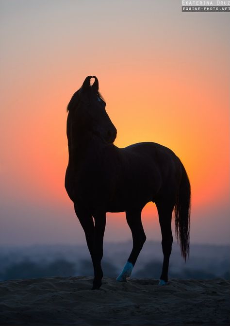 Marwari Beautiful Horses Rare, Kathiyawadi Horse, Paintings Wallpaper, Moon Sunset, Horsey Life, Mt Bike, Equestrian Equipment, Marwari Horses, Indian Horses