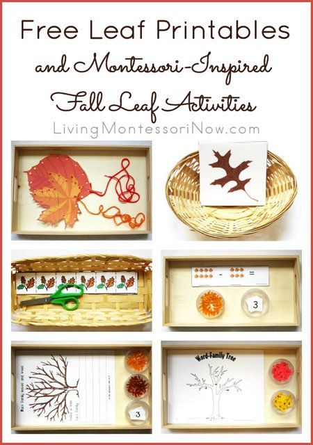 Fall Leaf Activities, Pouring Activity, Fall Leaves Activities, Leaf Activities, Leaf Printables, Fall Science, Montessori Printables, Montessori Lessons, Montessori Practical Life