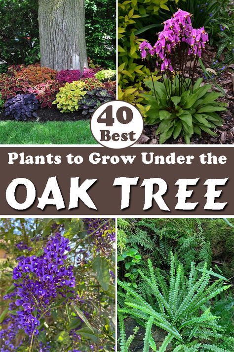 California Oak Tree Landscaping, Plants Around Oak Trees, Oak Tree Backyard, Oak Tree Companion Plants, Large Oak Tree Landscaping, Oak Tree Landscaping Backyards, Oak Tree Front Yard, Live Oak Landscaping, Oak Tree Base Landscaping