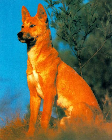 Beautiful dingo Dog Species, Australian Mammals, Dingo Dog, Carolina Dog, Dog Light, Australian Wildlife, Paws And Claws, Australian Animals, Wild Dogs