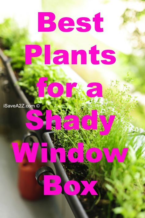 Best Plants for a Shady Window Box  http://www.isavea2z.com/best-plants-shady-window-box/ Window Box Plants, Shady Garden, Window Box Garden, Window Box Flowers, Container Gardening Flowers, Window Planter Boxes, Best Plants, Shade Flowers, Garden Containers